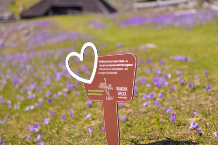 Žafrani na Veliki planini že vabijo obiskovalce  (2)